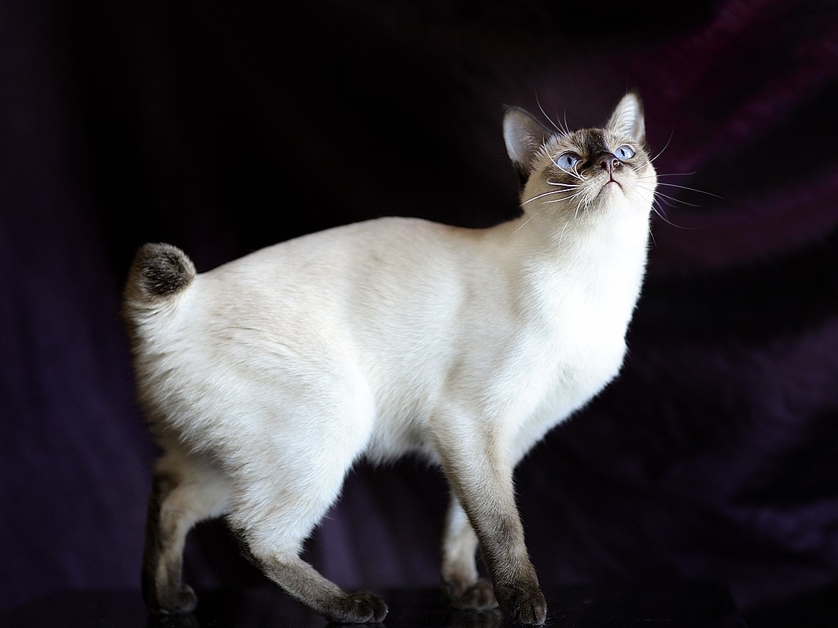 Mekong bobtail (Thai bobtail). Chocolate point colour
