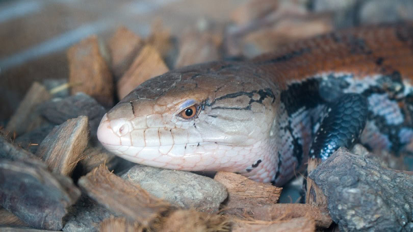 Merauke blue tongue skink_Fajar Tri Amboro_shutterstock