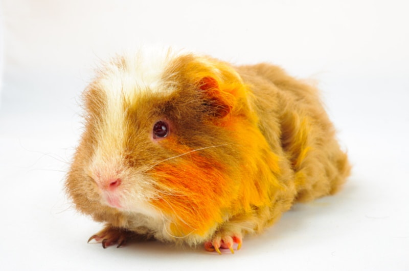 Merino guinea pig isolated on white background
