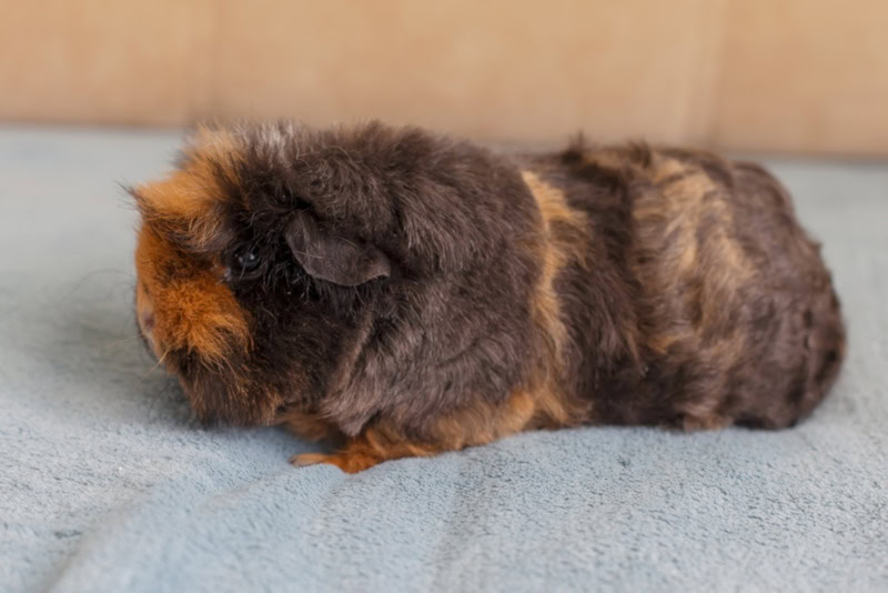 Merino guinea pig siting on the carpet
