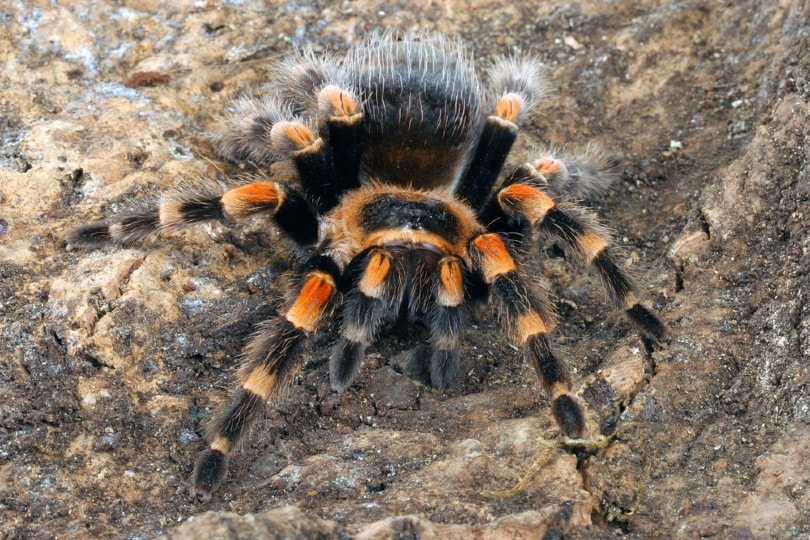 Mexican Redknee Tarantula