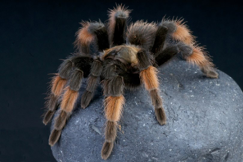 Mexican Redleg Tarantula on a rock