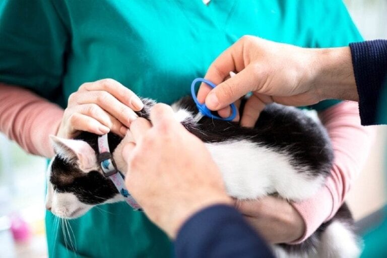 How Do Cat Microchips Work? Vet-Verified Facts, Types & FAQ | The Vet Desk