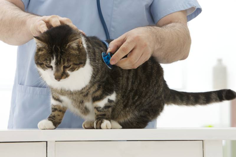 Mid section of senior male veterinarian doctor examining a cat at medical clinic