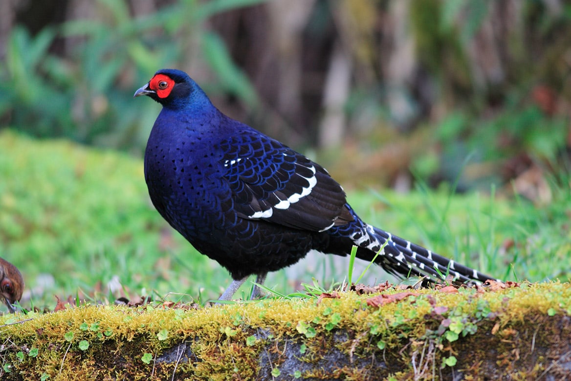 Mikado Pheasant