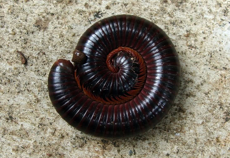 Millipedes