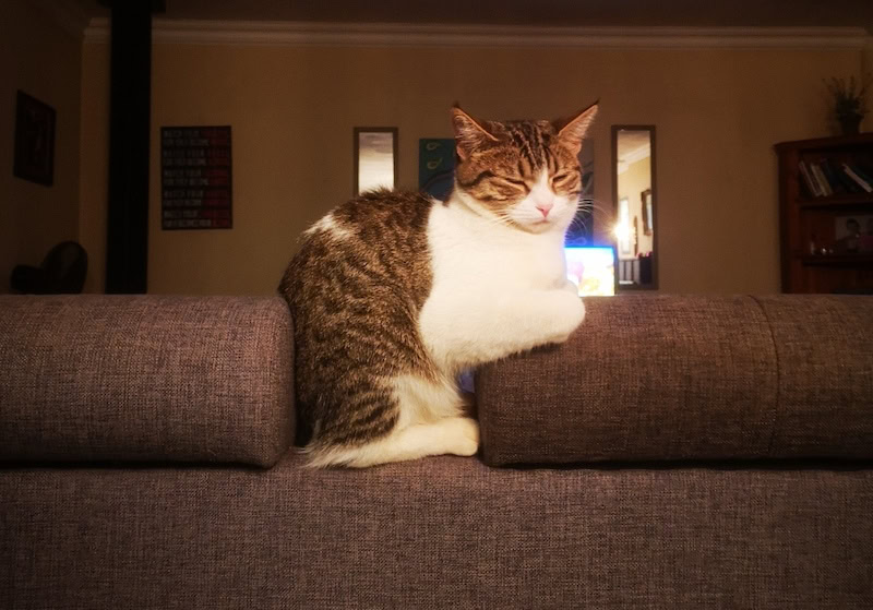 Milo the cat sleeping in owl position on couch