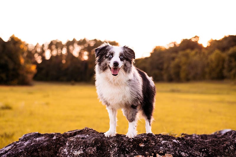 Mini Australian Shepherd