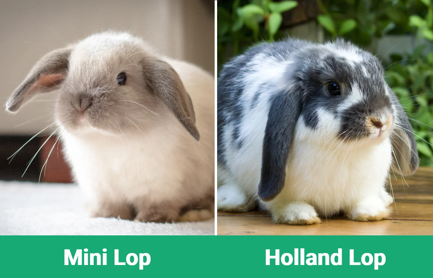 Mini Lop vs Holland Lop - Visual Differences