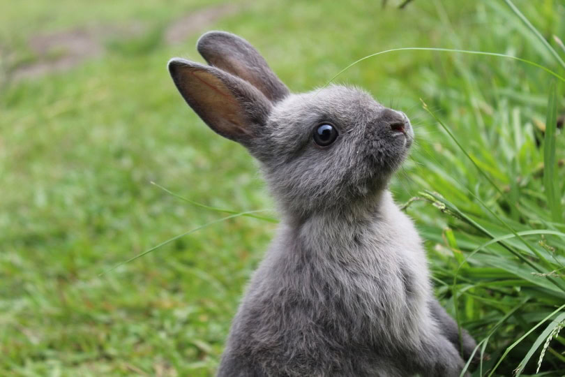 Mini Rex Rabbit standing in grass