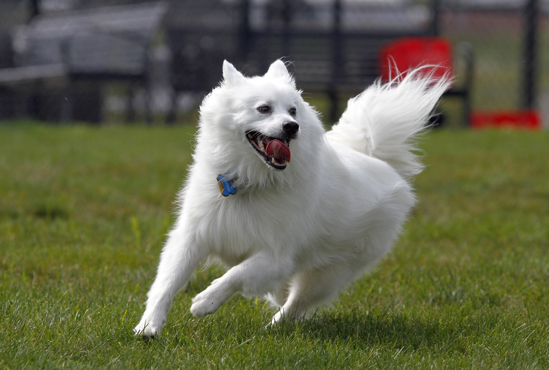 Miniature American Eskimo Dog playing outside