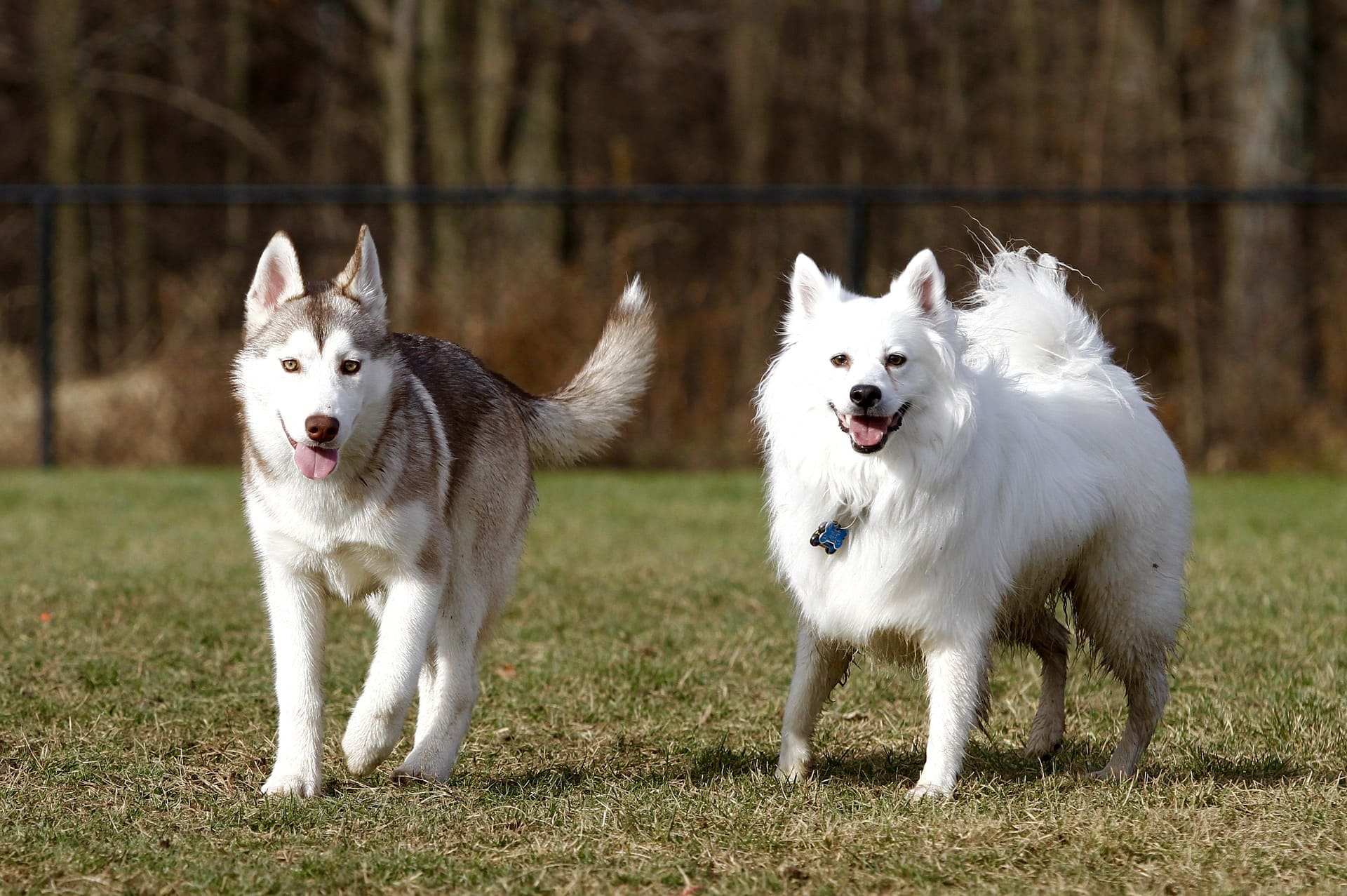 Miniature American Eskimo Dog with husky dog