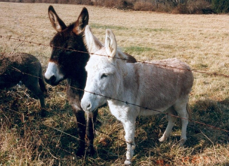 Miniature Donkeys