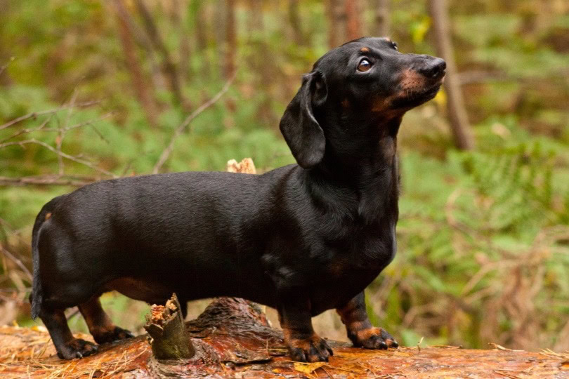 Miniature Duchshund