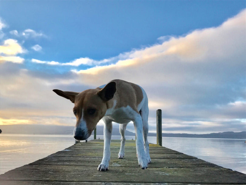Miniature Fox Terrier at the pier