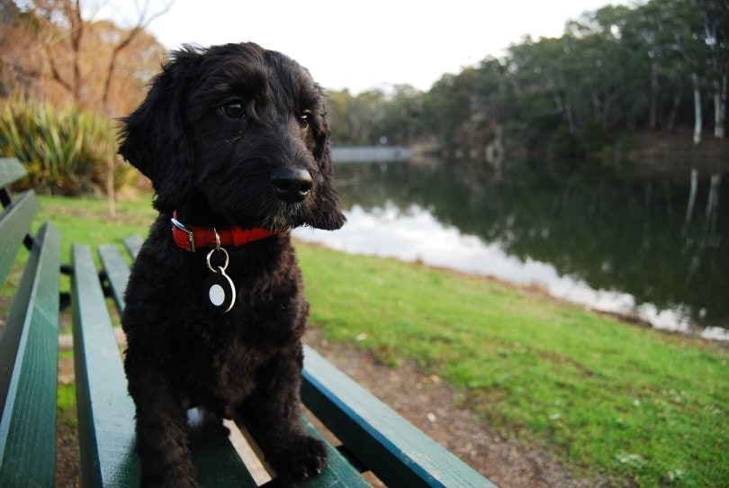 Miniature Labradoodle_Max Broadley_Shutterstock