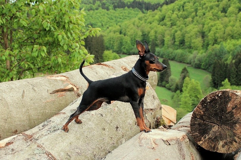 Miniature Pinscher