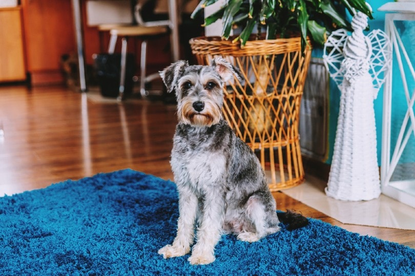 Miniature Schnauzer sitting on a blue carpet