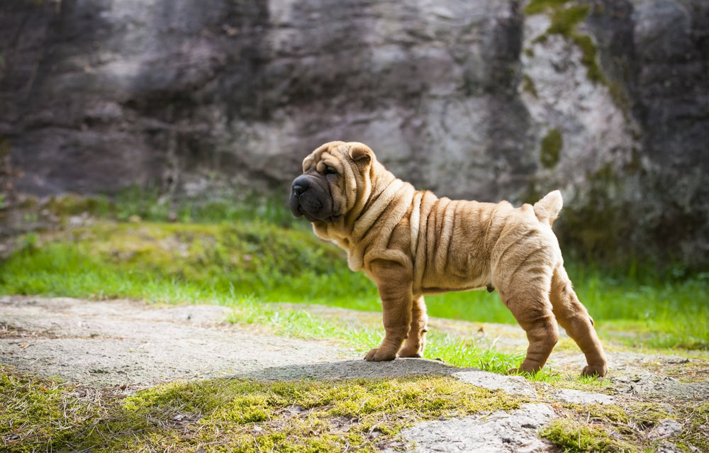 Miniature Shar Pei