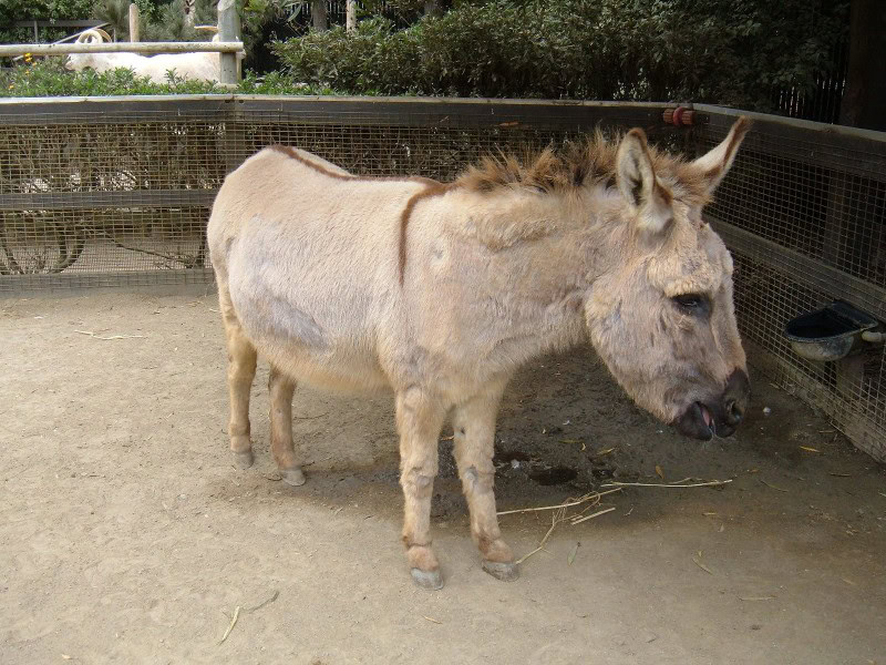 Miniature donkey
