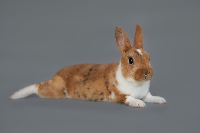 Miniature rex rabbit