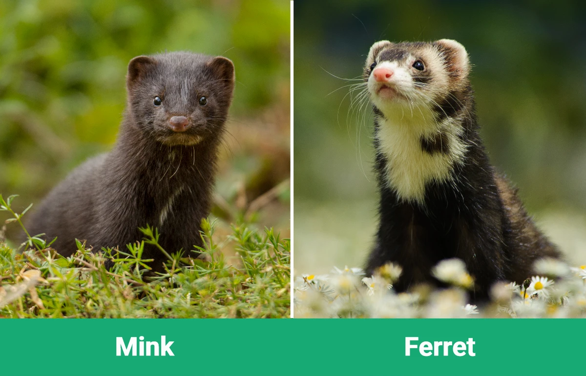 Mink vs Ferret - Visual Differences