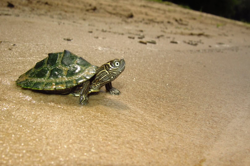 Mississippi map turtle