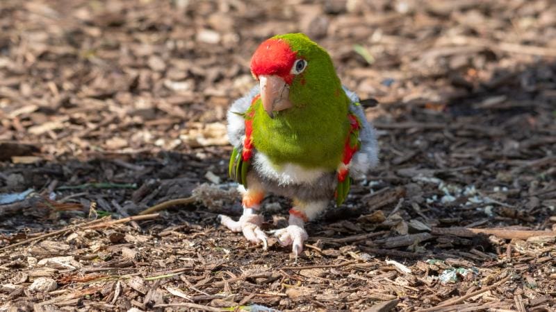 Mitred Conure Walking on the Ground