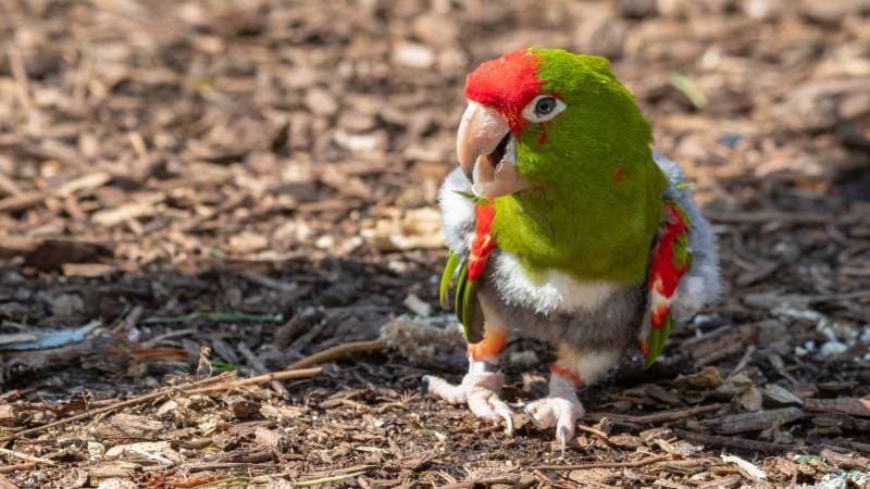 Mitred Conure Walking on the Ground