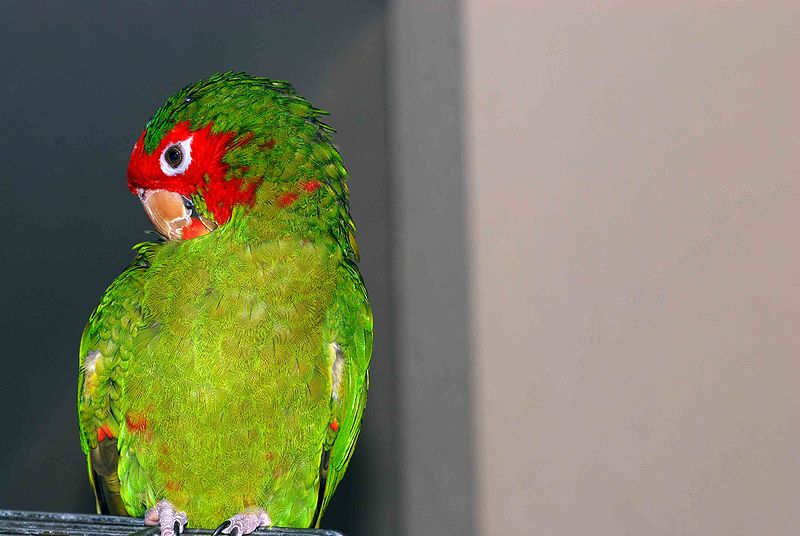 Mitred Conure