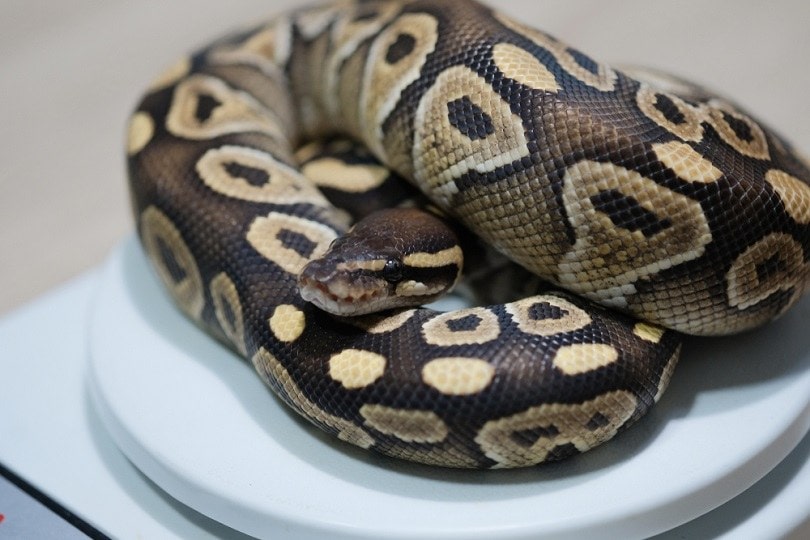 Mojave morph ball python_Hand Robot_shutterstock