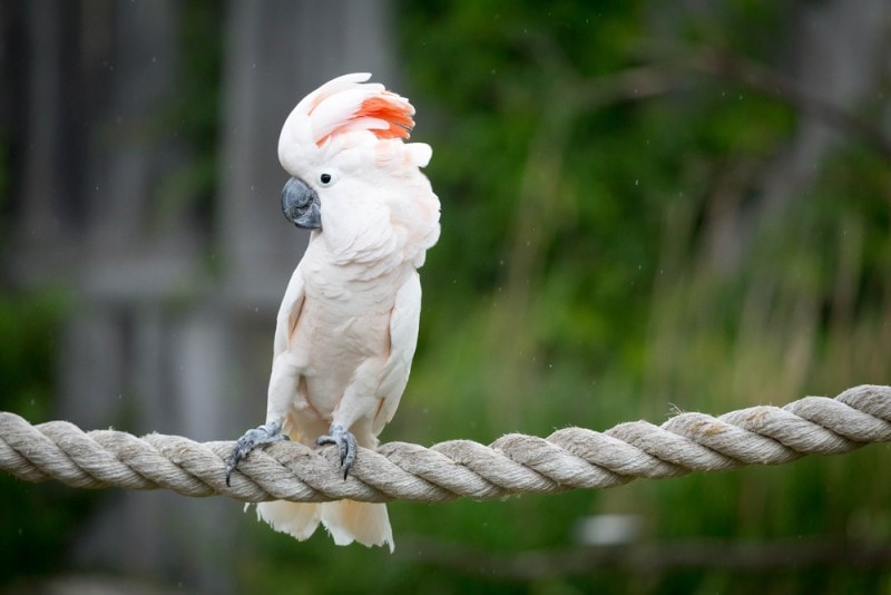 Moluccan salmon-crested cockatoo