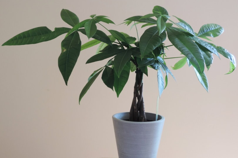Money tree in a white vase