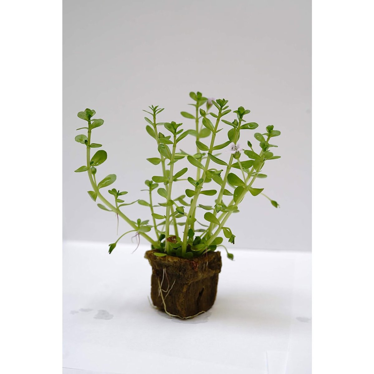 Moneywort Aquarium Plants