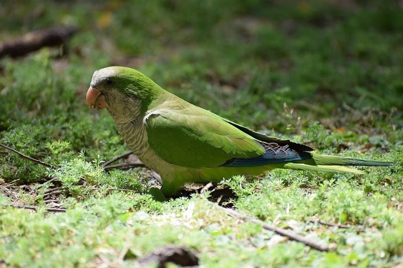 Monk Parakeet