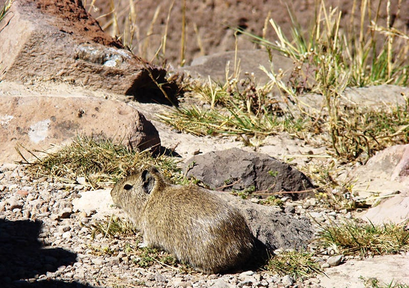 Montane guinea pig (Cavia tschudii)