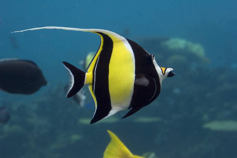Moorish Idol in the ocean
