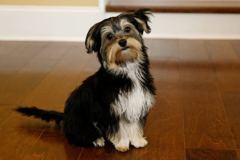 Morkie