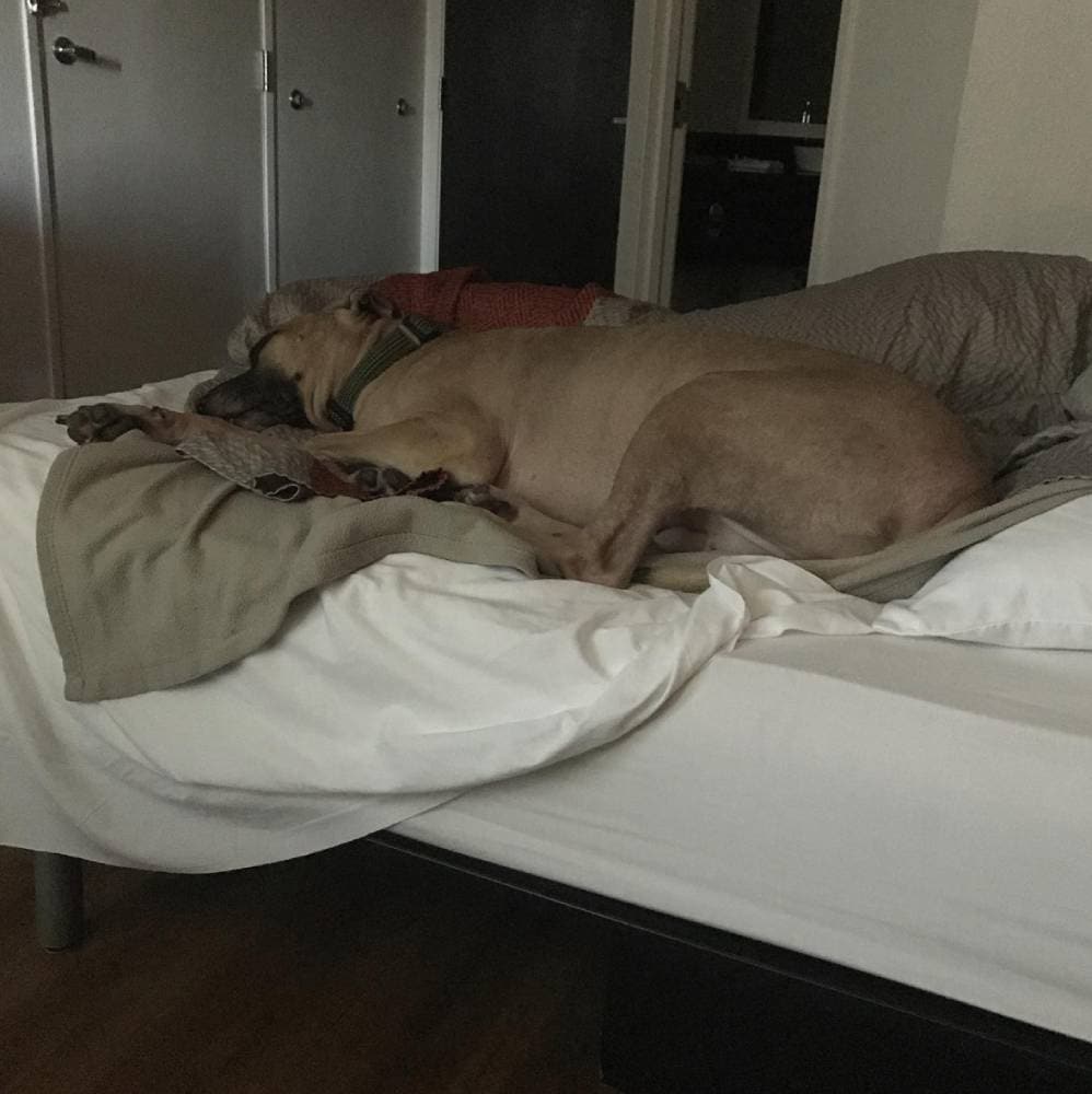 Motel 6 Orlando, FL – International Drive