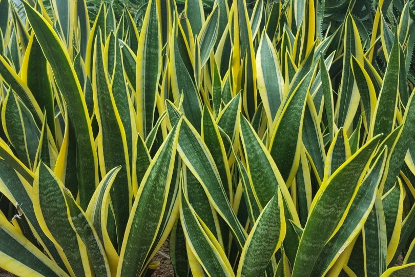 Mothers in laws tounge_Yoye Jantapoon_Shutterstock