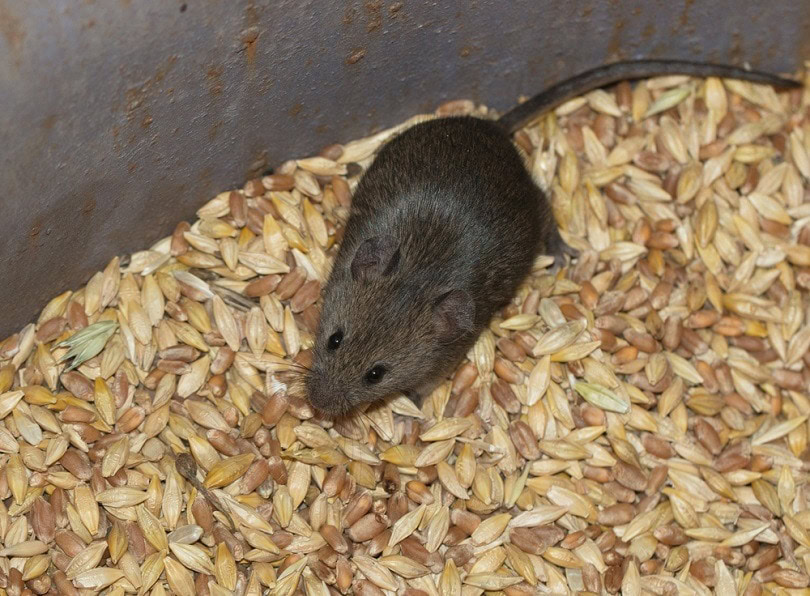 Mouse-in-the-grain_BERNATSKAIA-OKSANA_shutterstock