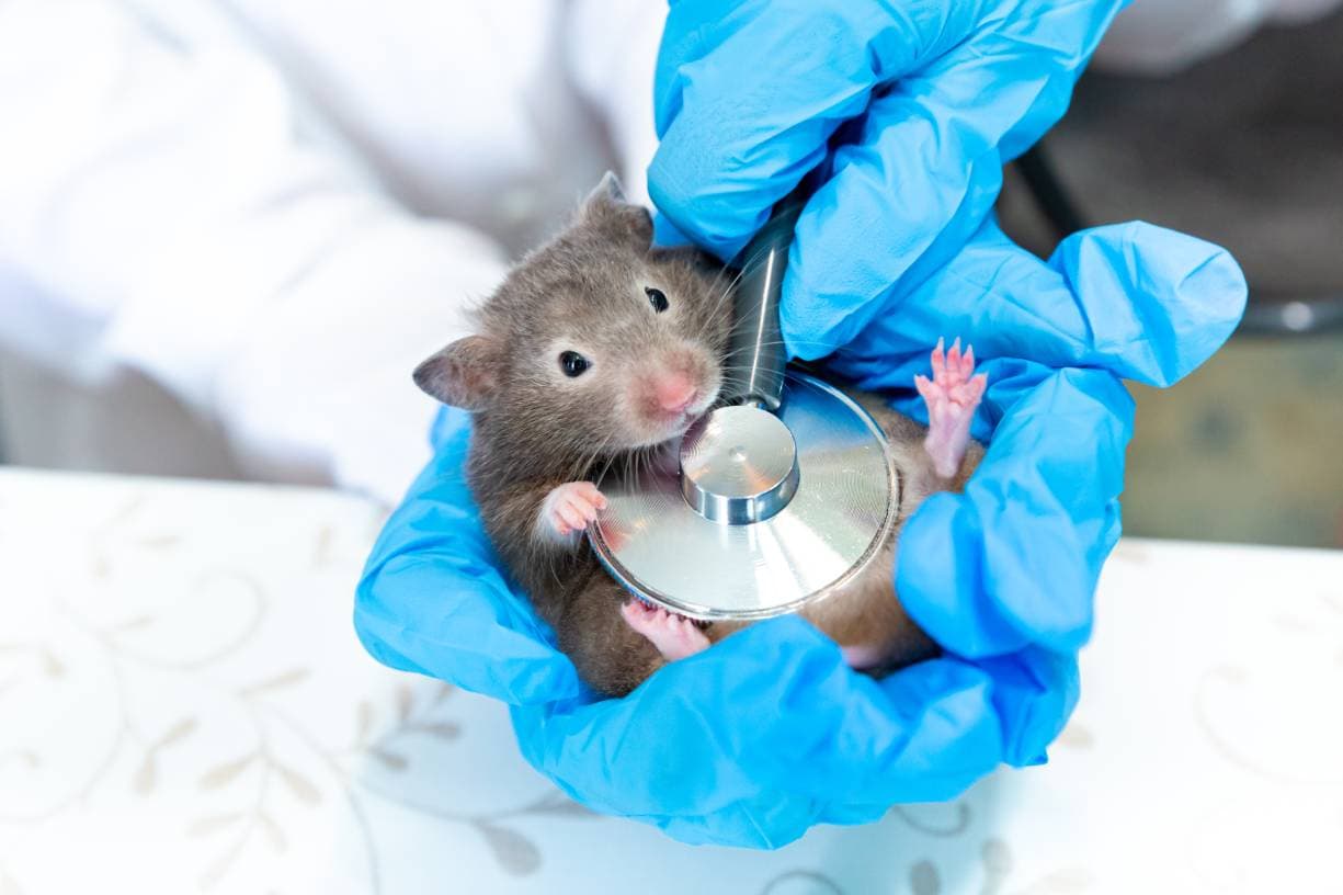 Mouse vet