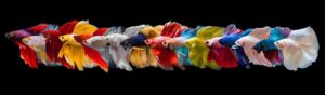 32 Types of Betta Fish Colors, Patterns & Tails (With Info & Pictures ...