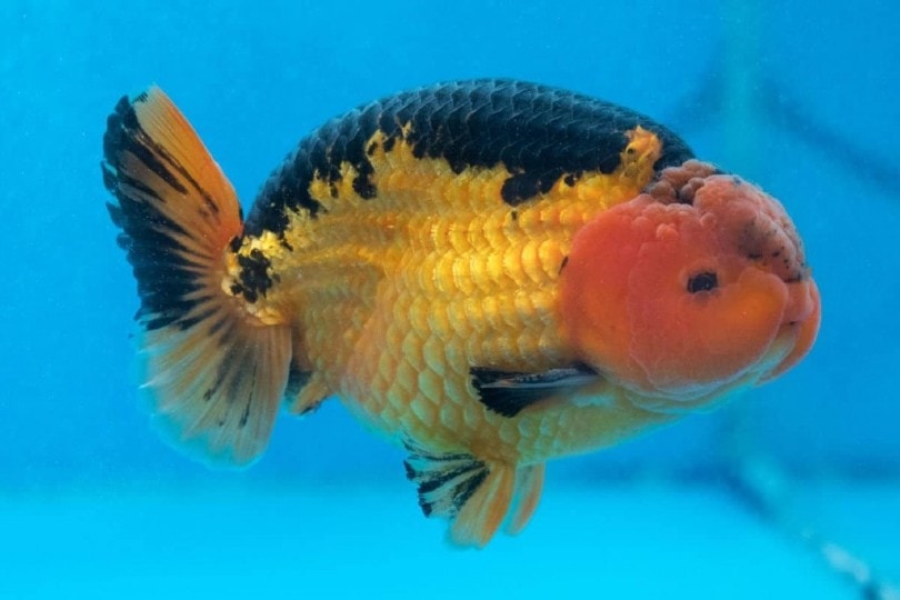 Multi-colored lionchu goldfish against a blue background