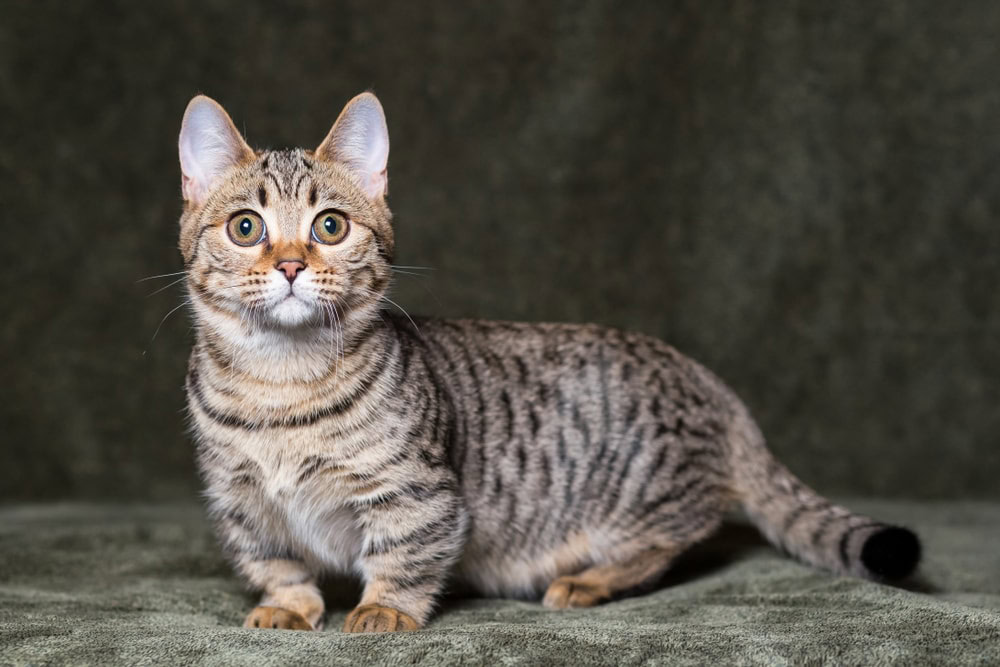 Munchkin Bengal Cat