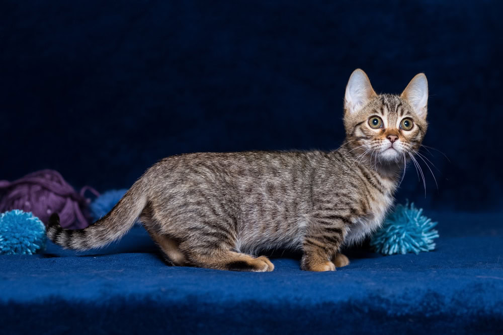 Munchkin Bengal Mix Cat