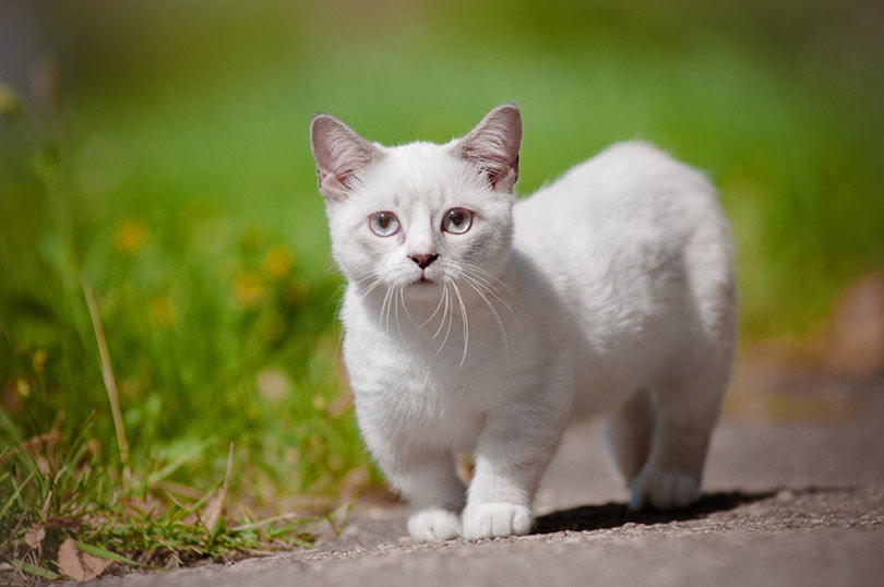 Munchkin Cat Outdoor