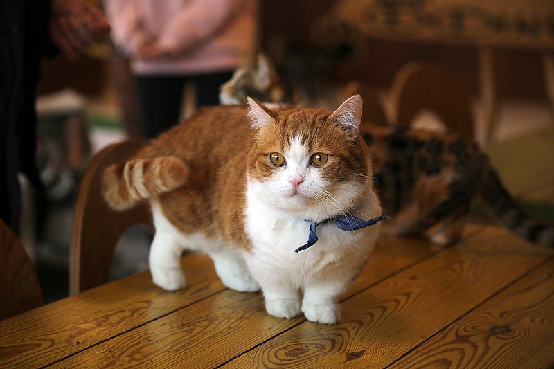 Munchkin Cats