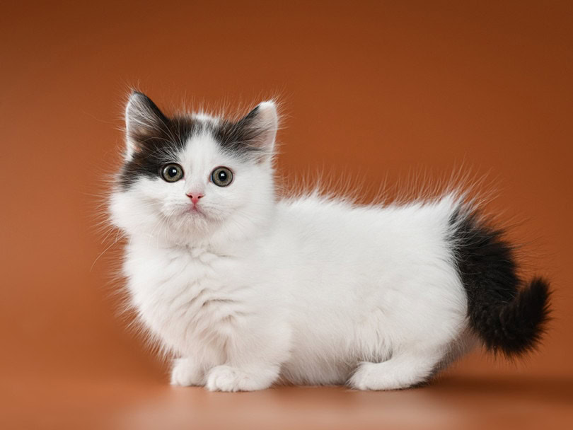Munchkin Kittens