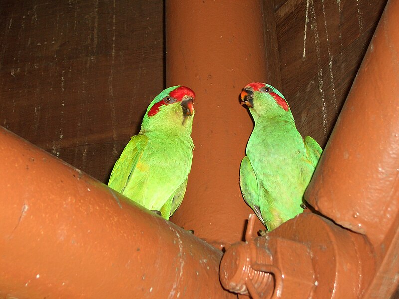 Musk Lorikeet (Glossopsitta concinna)